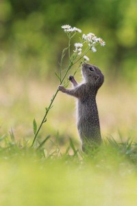 Esquilo se "entretendo" com uma flor